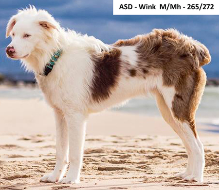 lethal white australian shepherd