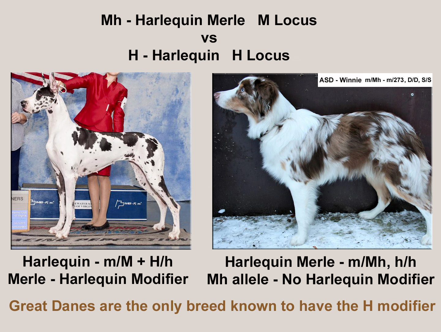 affectionate dog breeds small