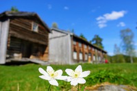 Foto: Eli Solvik