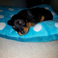 Pk. black & tan pentu