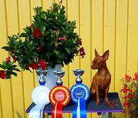3 x SERT 3 x ROP 1 x CACIB ( Suomi )Orlandino Golden Life
