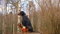 FI MVA, EE MVA Malenjkaya Strana Raketa & MH Rockslope's Junior J'attila ( dobermann )