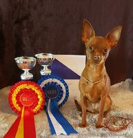 Orlandino Golden Life, 1x SERT, ROP Estonia 2x N SERT, ROP Liettua, 2x SERT, ROP Latvia 3 x SERT, 3x ROP, CACIB ( suomi ) Kuva: Tiina Sainio