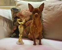 Orlandino Golden Life TOP TEN TOITSU 2019 Suomi, Paras lyhytkarvainen narttu. Kuva: Tiina Sainio