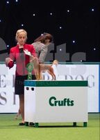 Natalie Toys Milan Crufts -ROP 2020