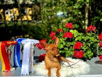 Pori Kv. 31.07.2021 Vivaprima Kiss My Heart SERT ,CACIB, ROP