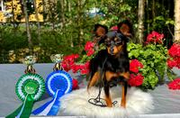3 x SERT 3 x VSP 2 x VARASERT ( Suomi ) Awian Dramaqueen Diva Dorotheya " Lilli"