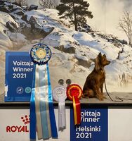 19.12.2021 Helsinki Voittaja, Winner Show Stempfort Skandiya Nova ROP, V-21