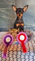 Fashionista Riga Night ( debyytti )ROP-Pentu TALLINN PUPPY WINNER 2022