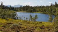 Björnskalletjärn