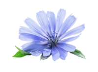 Chicory