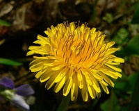 Løvetann - Mælkebøtte - Dandelion - Maskros