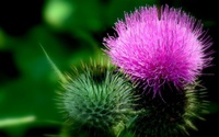 Milk thistle - Mariatistel