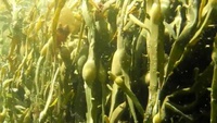 Ascophyllum nodosum - Kelp