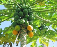 Papaya