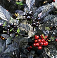 Black Pepper
