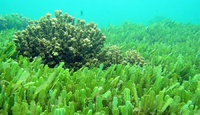 Chlorella