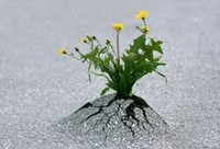 Løvetann - Dandelion