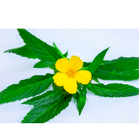 Damiana