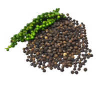 Piper nigrum - Pepper - Black pepper