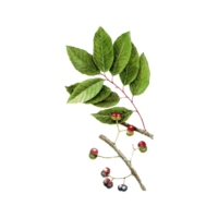 Pygeum