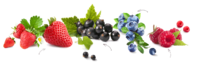 Flavonoids are a collective name for a variety of antioxidants