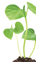 Organic Lecithin
