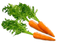 Carot