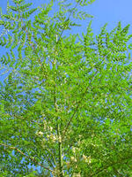 Moringa oleifera (miracle tree - the tree of life)