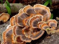 turkey tails mushroom
