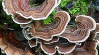 turkey tails mushroom