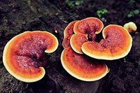 GANODERMA LUCIDUM (REISHI)