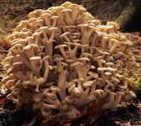 POLYPORUS UMBELLATUS (ZHU LING)