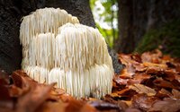 LION’S MANE