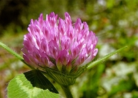 Trifolium pratense - Rødkløver - Red clover - Rød-kløver - Rödklöver