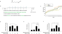 Sulforaphane ameliorated rotenone-induced motor function deficits in mice. (a) Chemical structure of sulforaphane. Animals were submitted to the combined protocol of sulforaphane and rotenone (b). Body weights were measured every five days for the full 60 days (c). Animals underwent behavioural tests on day 60. Spontaneous activity in the cylinder (d), adhesive removal test (e) and challenging beam (f) were measured. Each value is presented as mean ± SEM, n = 3. *P