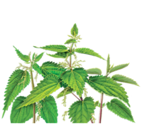Nettle/Stinging Nettle