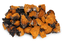 Chaga/Inonotus obliquus