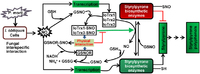 Interplay between thioredoxin proteins and GSNOR in controlling the biosynthesis of styrylpyrone during the nitrosative burst.. From: Regulation of Anticancer Styrylpyrone Biosynthesis in the Medicinal Mushroom Inonotus obliquus Requires Thioredoxin Mediated Transnitrosylation of S-nitrosoglutathione Reductase.
