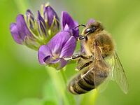 AlfaAlfa - Medicago sativa