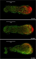 Modulation of Endogenous Indole-3-Acetic Acid Biosynthesis in Bacteroids within Medicago sativa Nodules.
