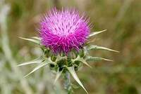 Silybum marianum - Mariatistel - Marie-tidsel - Milk thistle