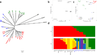 Molecular phylogeny and population structure according to the integrated SNPs dataset derived from RNA and exome-sequencing in barley.. From: Analysis of single nucleotide polymorphisms based on RNA sequencing data of diverse bio-geographical accessions in barley.