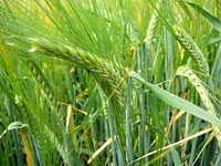 Barley