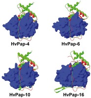 Homology models showing the interaction of the cathepsin B HvPap-19 propeptide with barley L-like cathepsins.. From: Structural Basis for Specificity of Propeptide-Enzyme Interaction in Barley C1A Cysteine Peptidases.