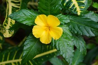 Damiana