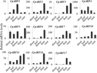 Genome-wide identification and characterization of auxin response factor (ARF) family genes related to flower and fruit development in papaya (Carica papaya L.).