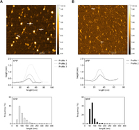 Ripening-induced chemical modifications of papaya pectin inhibit cancer cell proliferation. Representative topographical AFM images of papaya water-soluble pectins. (A) 1PP sample topography, height profile and length frequency. 1PP had linear chains and micellar aggregates. (B) 3PP sample topography, height profile and length frequency. 3PP had both chains length and micellar aggregates decrease. PP: papaya pectin (water-soluble fraction). Representative image of, at least, two experiments from the biological samples. Samira Bernardino Ramos do Prado, et al. Sci Rep. 2017;7:16564.