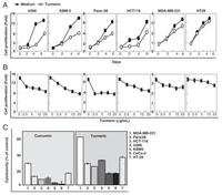 Turmeric (Curcuma longa) inhibits inflammatory nuclear factor (NF)-κB and NF-κB-regulated gene products and induces death receptors leading to suppressed proliferation, induced chemosensitization, and suppressed osteoclastogenesis. Effect of turmeric on tumor cell proliferation