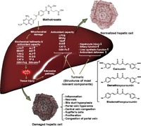 Schematic representation of the beneficial effects of turmeric on MTX induced liver toxicity. Turmeric plays an important role in modification of liver injury caused by MTX. The turmeric mostly exerts its effects by regulation of antioxidant capacity including enzymatic (SOD and CAT) and non-enzymatic antioxidants (GSH) as well as lipid peroxidation. It also modulates some liver related biochemical parameters causing in improvement of biliary and hepatic synthetic functions. Interestingly turmeric can normalize the histological changes in hepatocytes induced by MTX such as decrease in periportal degeneration, hyperemia, necrosis, and prevention of inflammatory cells infiltration